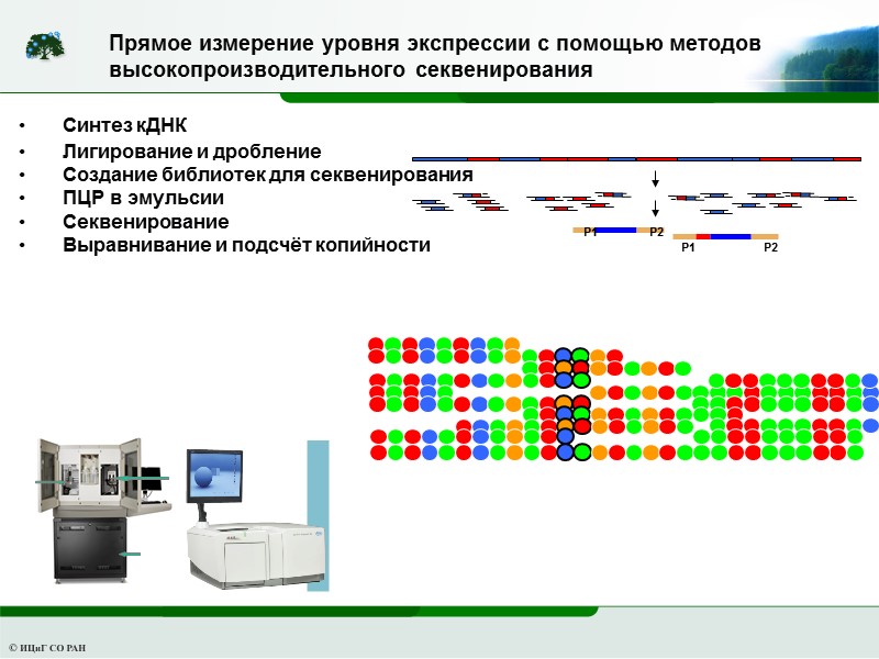 Прямое измерение уровня экспрессии с помощью методов  высокопроизводительного секвенирования Синтез кДНК Лигирование и